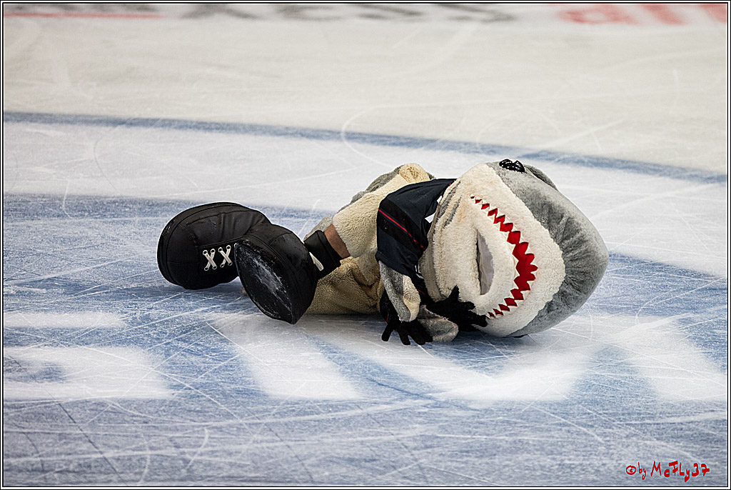Koelner Haie - Krefeld Pinguine , 23.09.16(KW38)